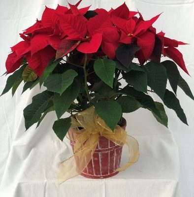 Holiday Red Poinsettia
